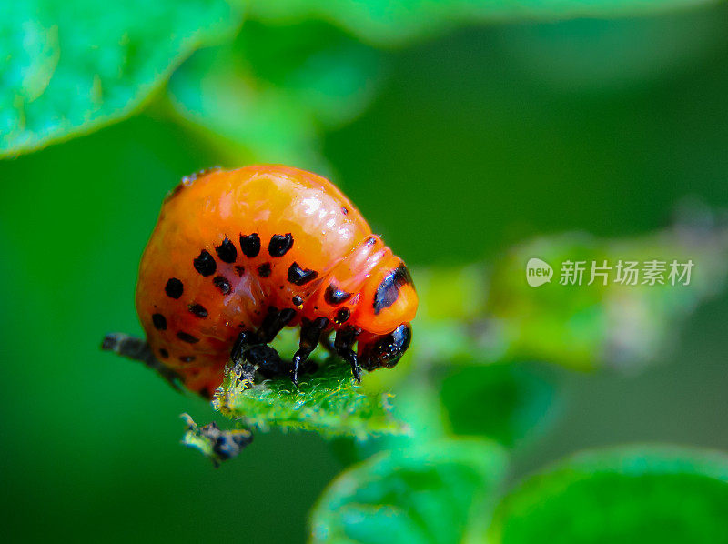 科罗拉多马铃薯甲虫(Leptinotarsa decemlineata)，一种吃马铃薯叶子的甲虫幼虫